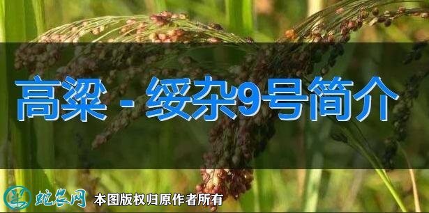 高粱新品种：绥杂9号简介