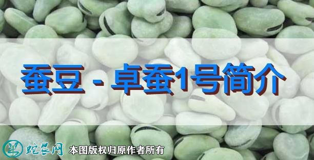 蚕豆新品种：卓蚕1号简介