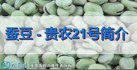 蚕豆新品种：贵农21号简介