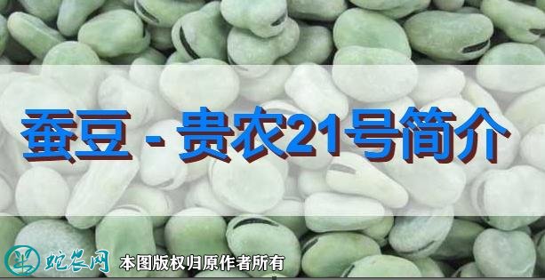 蚕豆新品种：贵农21号简介