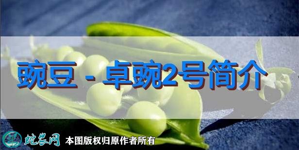 豌豆新品种：卓豌2号简介