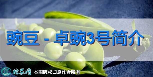 豌豆新品种：卓豌3号简介