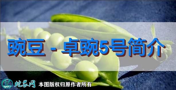豌豆新品种：卓豌5号简介